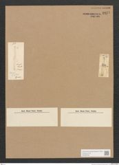 Diatomeae indet. Zeichnungen Sammlung Grunow Nr. 1833 (NHMW-BOT-W0368760)